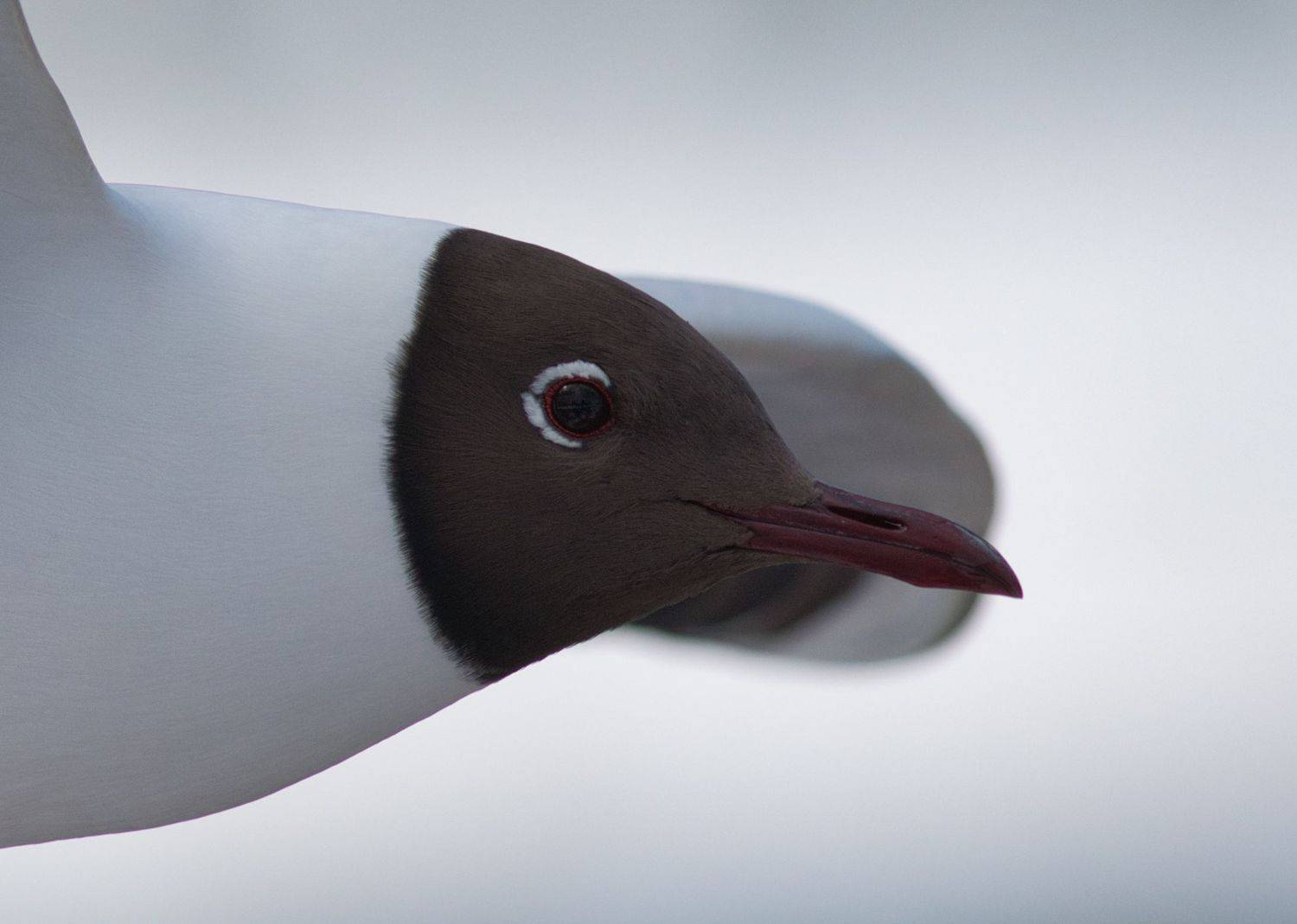 , Большаков Алексей