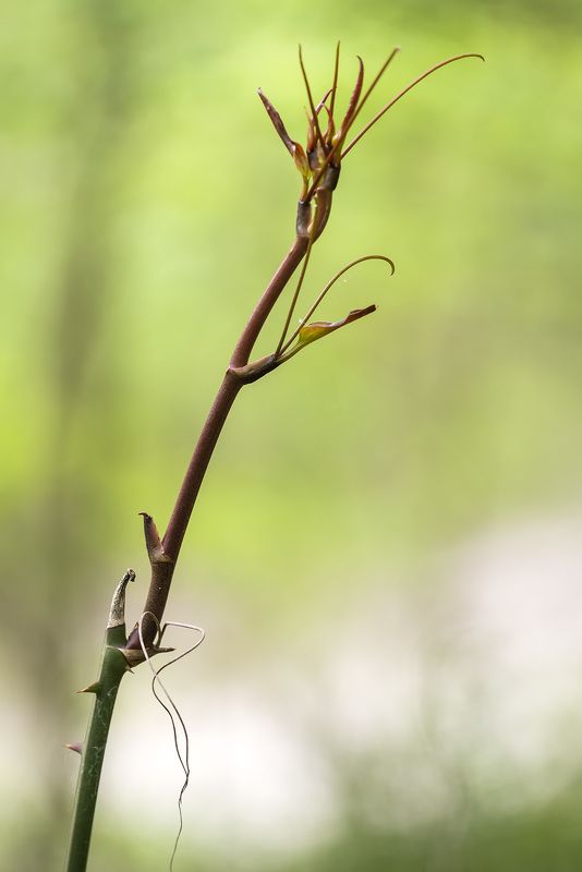 И даже пень в апрельский день... фото превью