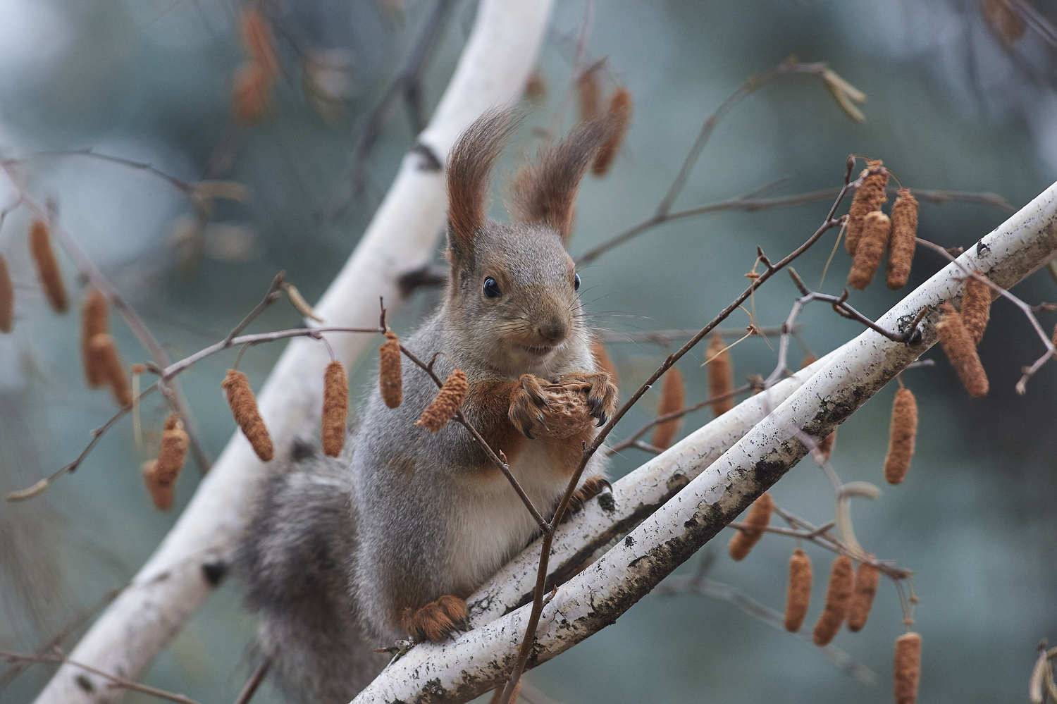 volgograd, russia, wildlife, Sciurus vulgaris, , Сторчилов Павел