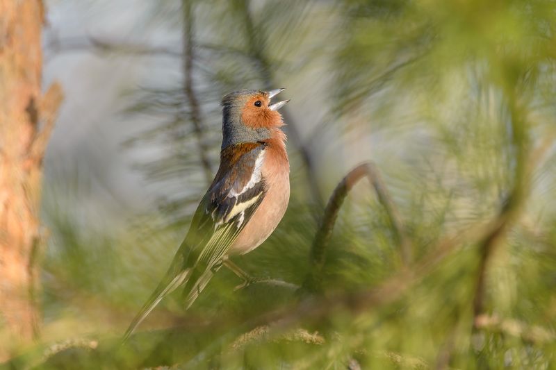 Радуясь солнцу фото превью