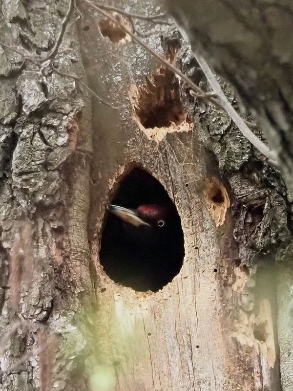 дух дерева фото превью