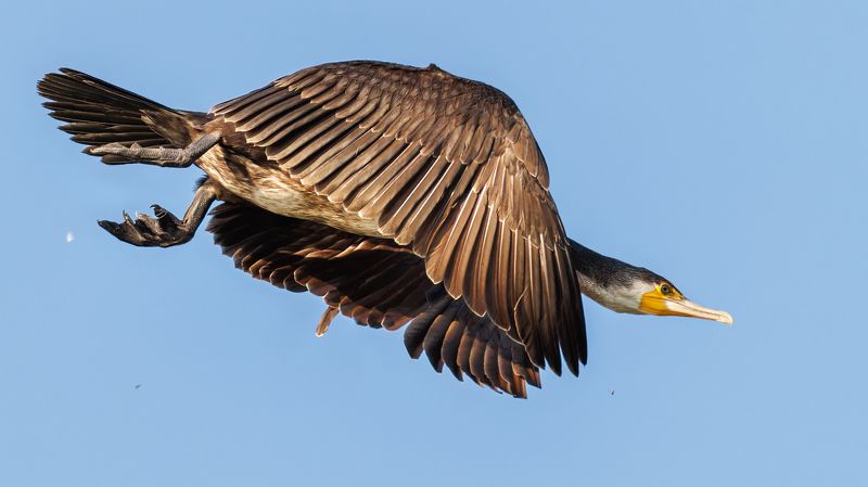 Great Cormorant фото превью