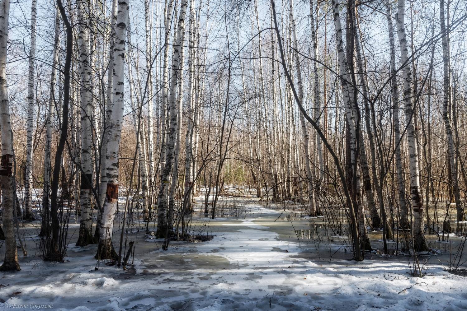 природа, лес, отражение, весна, пейзаж, отражение, лед, березовая роща, Соколова Елена