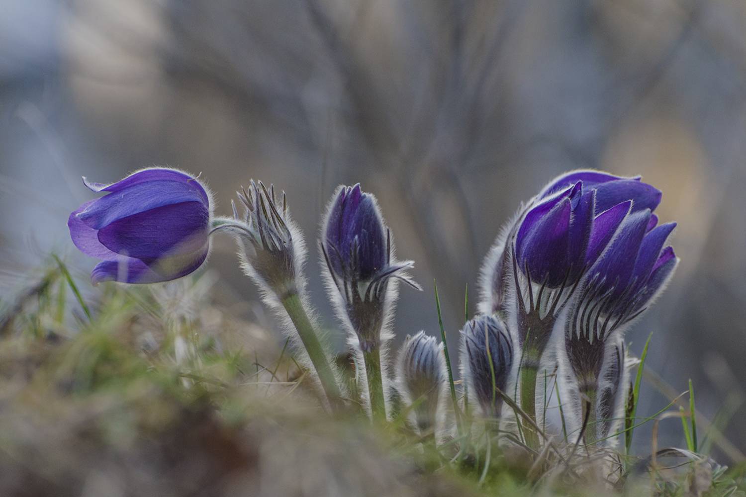 сон - трава, Михаил Агеев