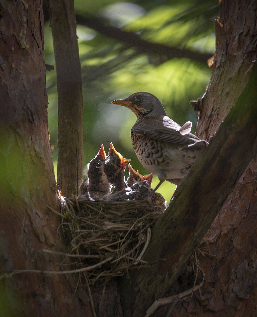 весна, гнездо, птенцы, Сергей Аникин