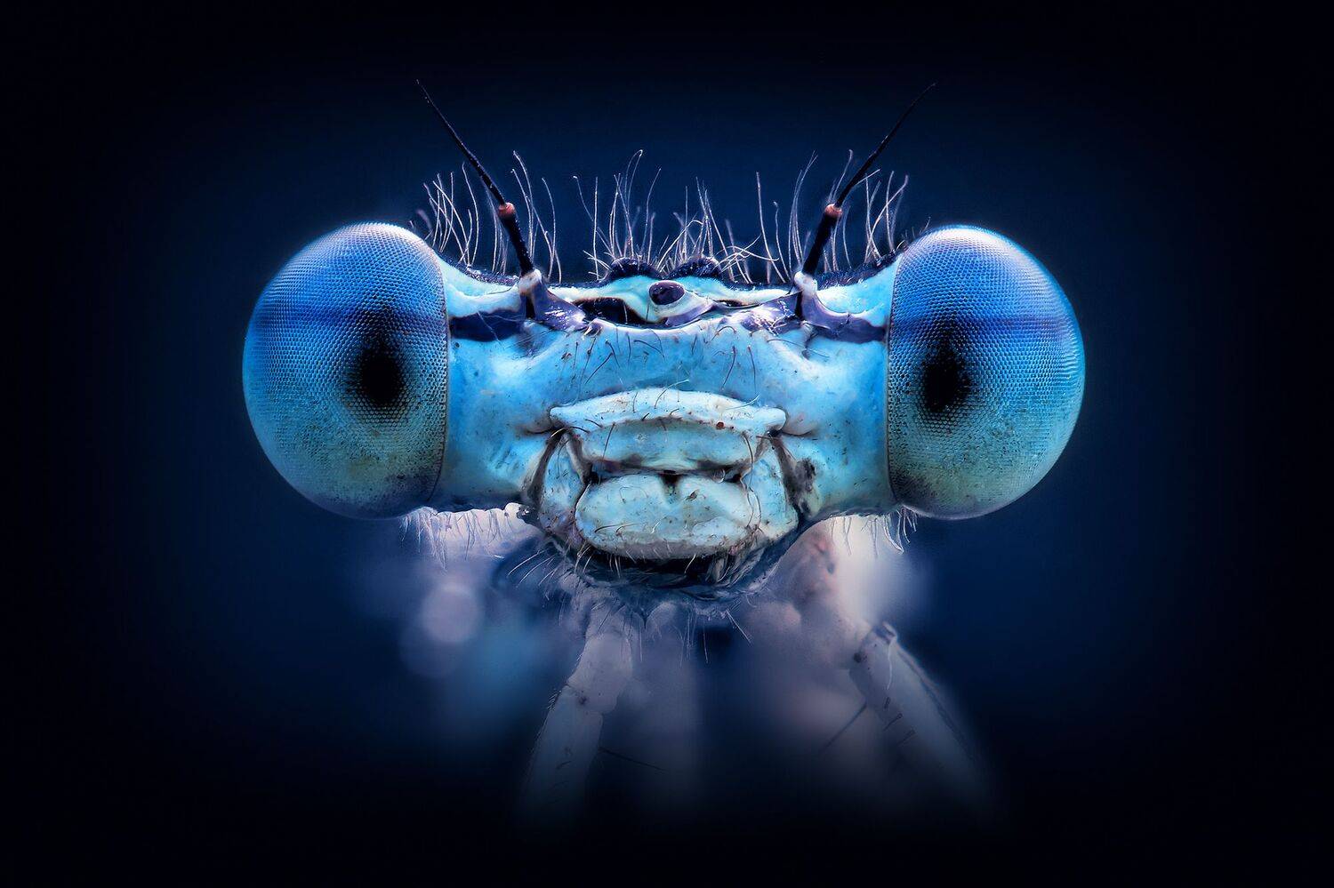 , Кузнецов Дмитрий