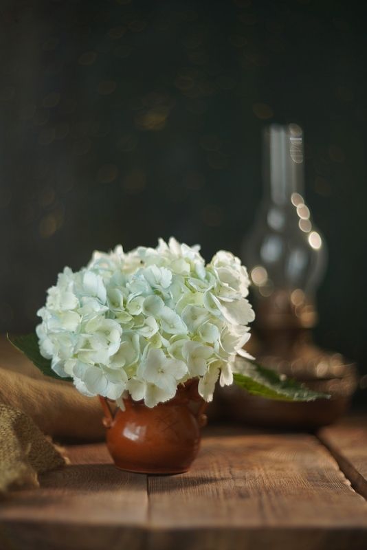 Натюрморт гортензия цветы Про гортензию фото превью