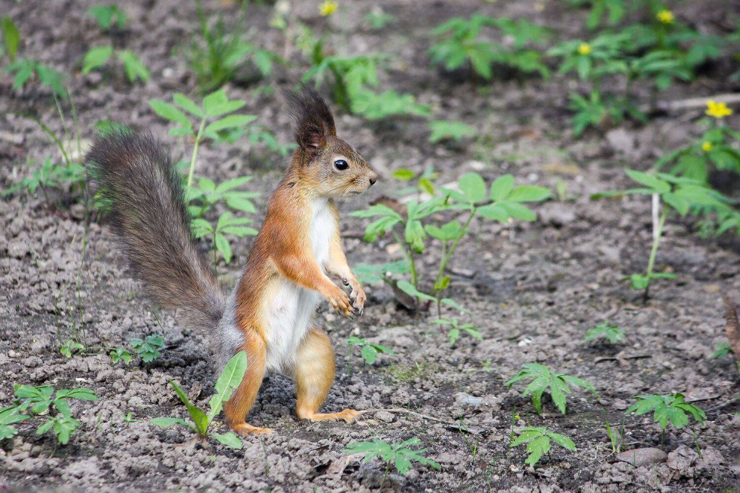 белка, КарОл