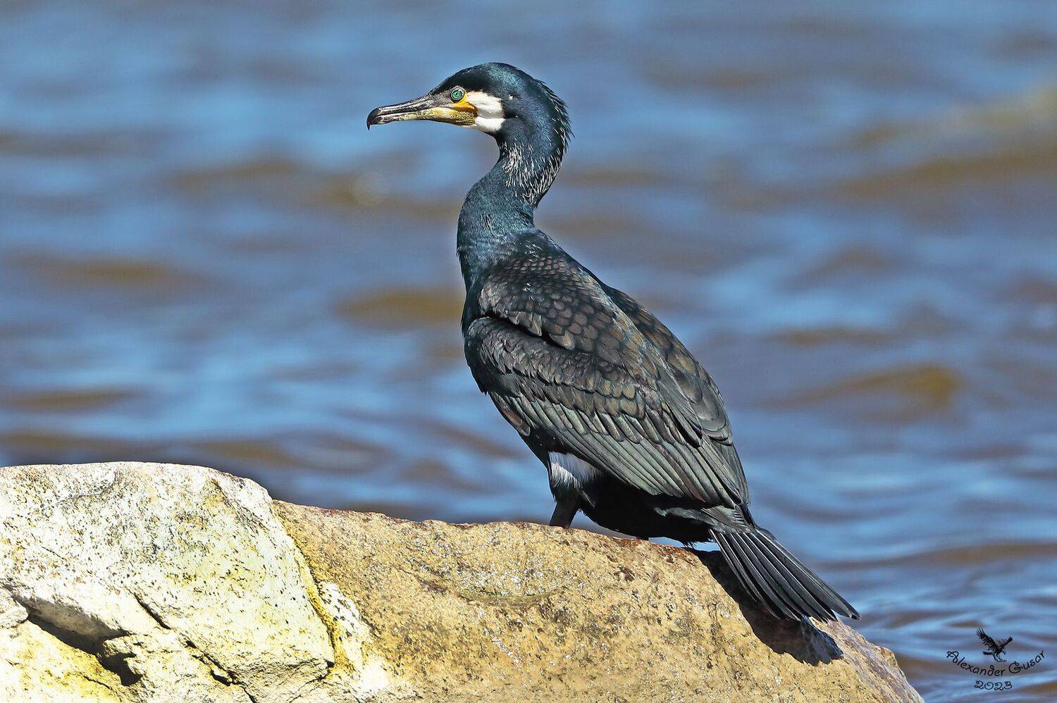 , Гусар Александр