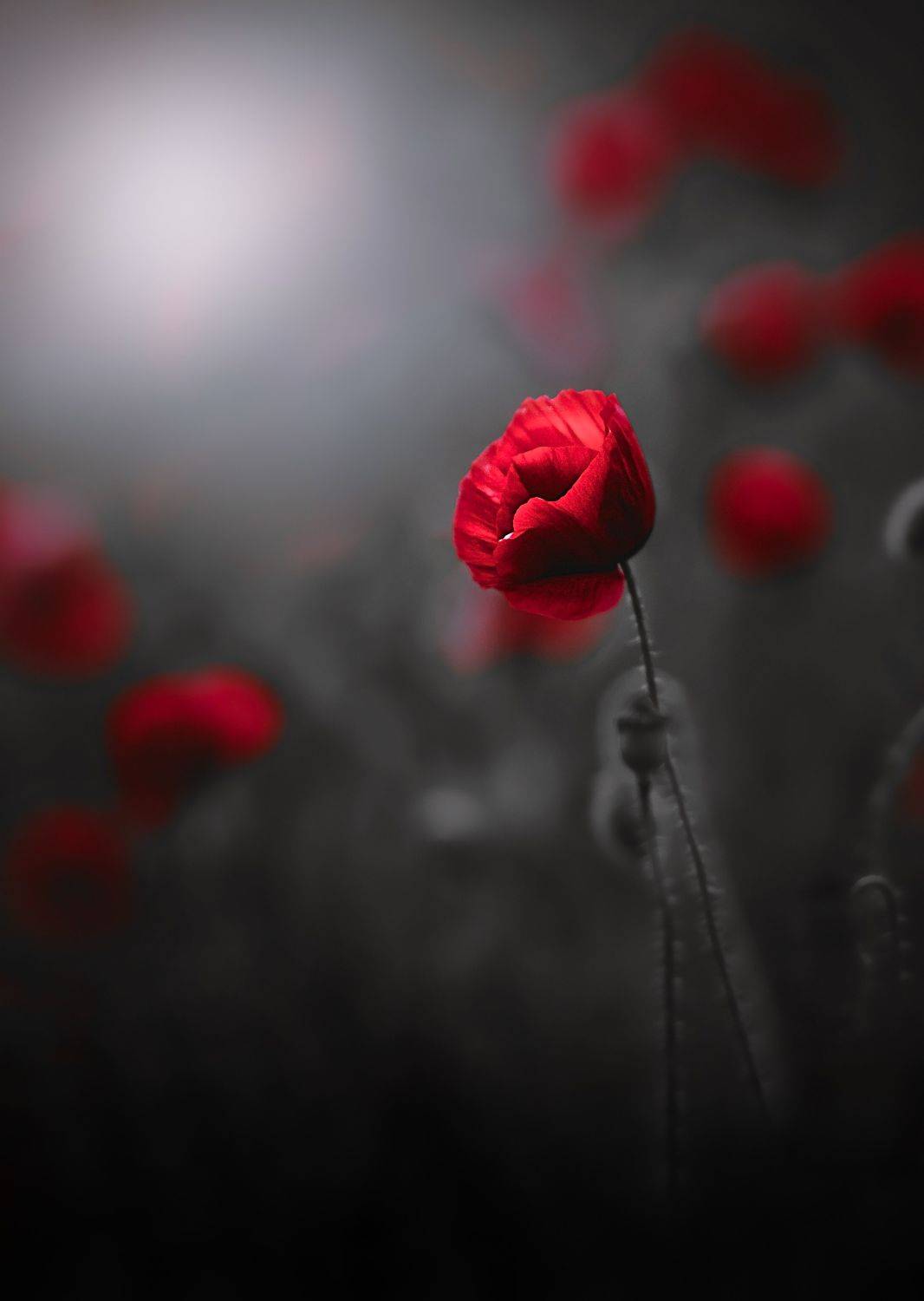 , Julia Khvorostyanaya