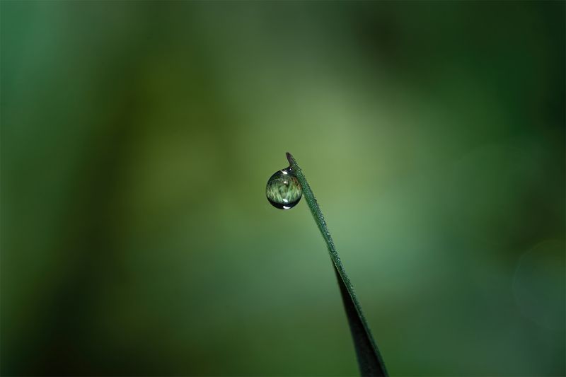 Капля в зеленом море травы фото превью