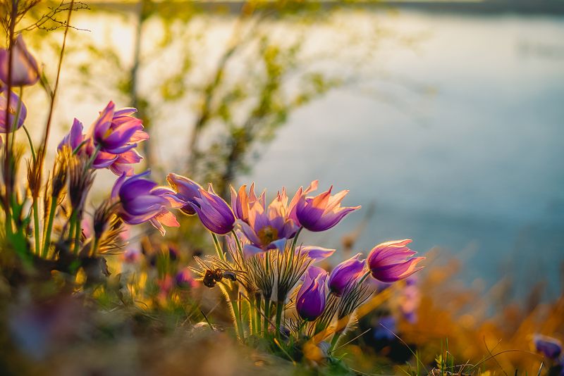 Floret фото превью