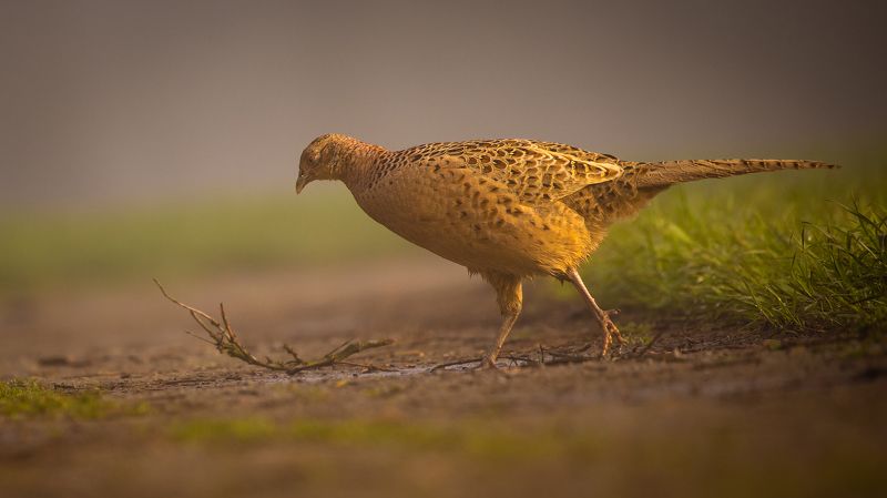 Pheasant фото превью