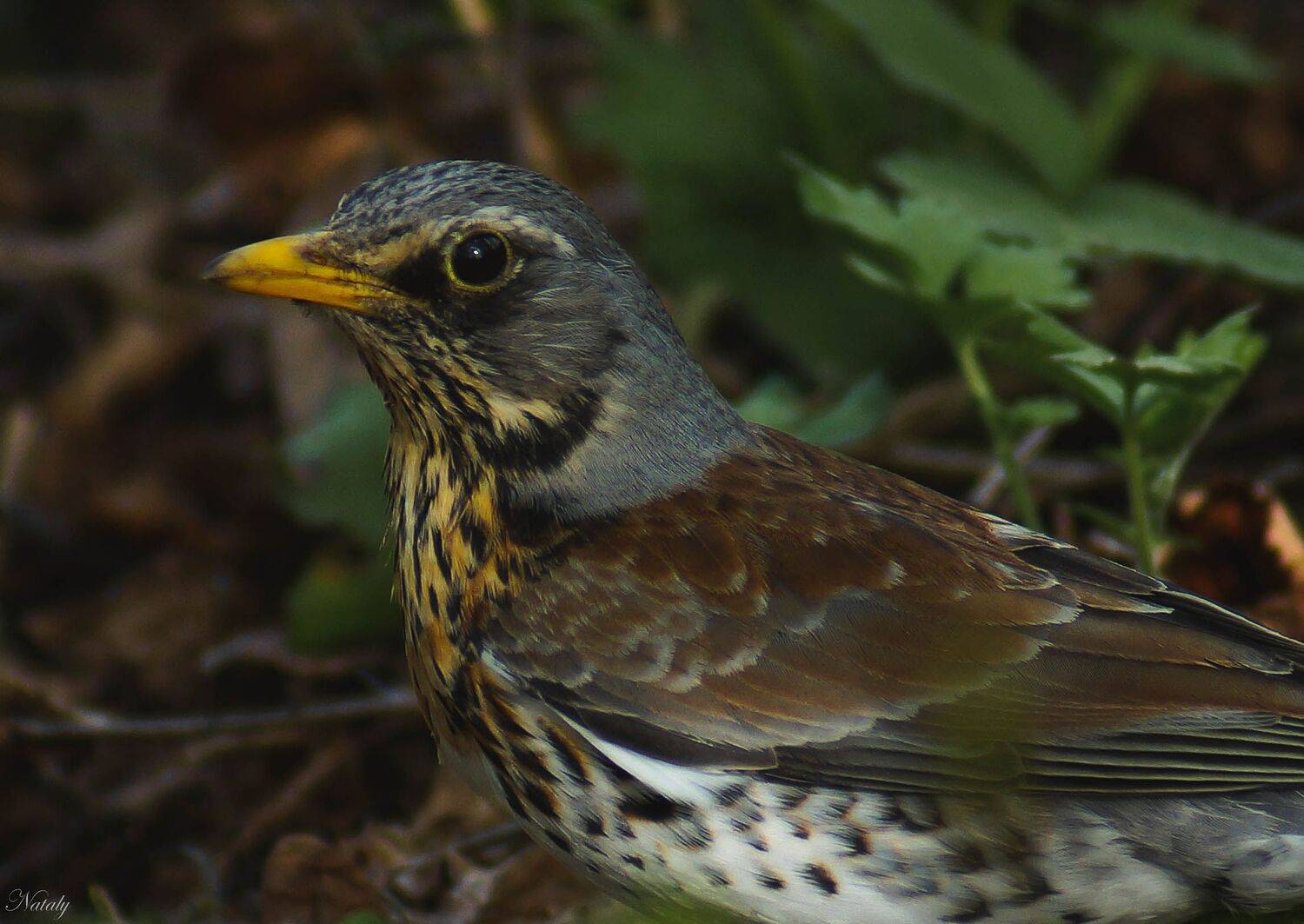 , Екимова Наталья
