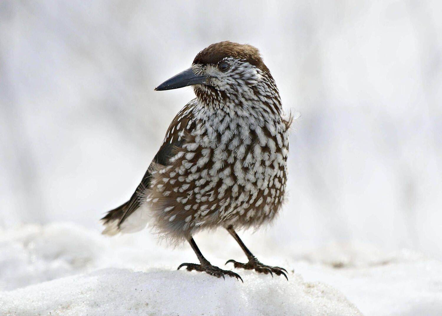 , Белоусов Михаил