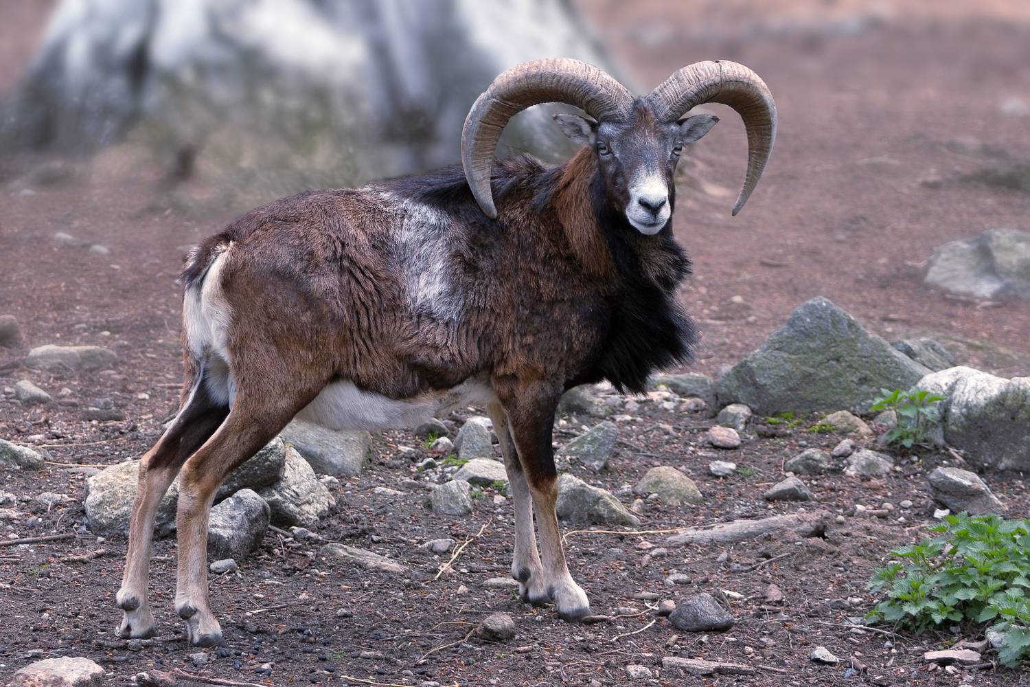 , Славов Георги