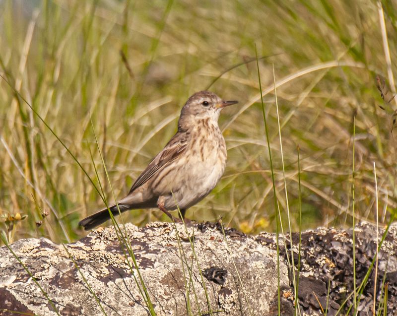 северное приэльбрусье. птицы, горный конек Горный конек фото превью