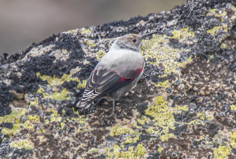 северное приэльбрусье. птицы, краснокрылый стенолаз Краснокрылый стенолаз фото превью