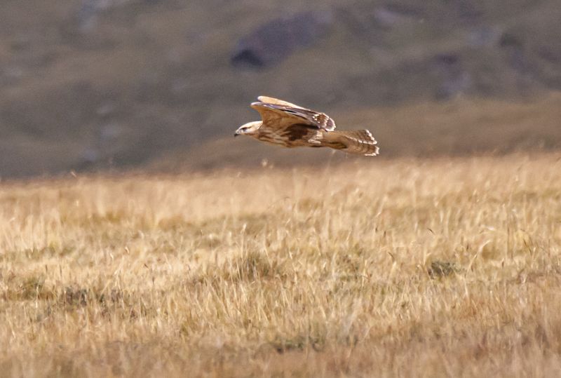 северное приэльбрусье. птицы, зимняк Зимняк фото превью