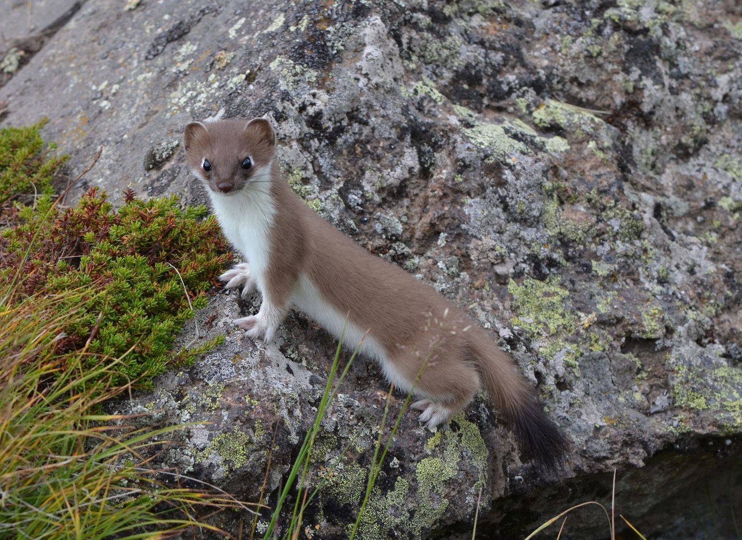 северное приэльбрусье. горностай. животные, Савчук Сергей