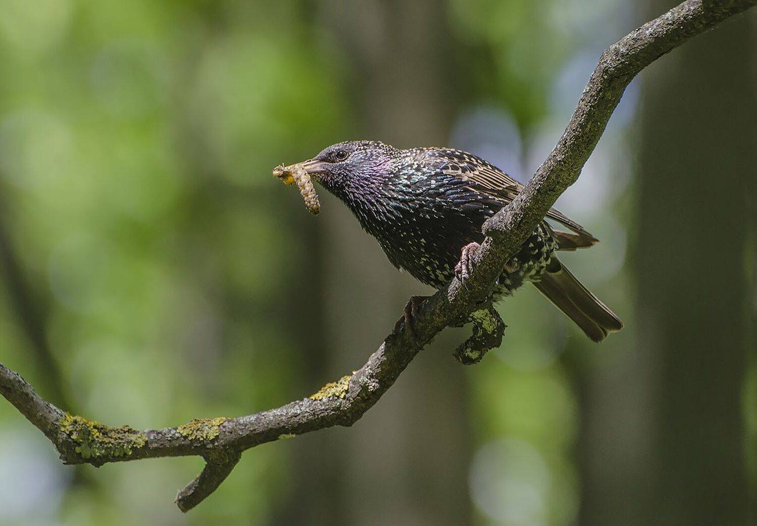 птица, скворец, Михаил Агеев