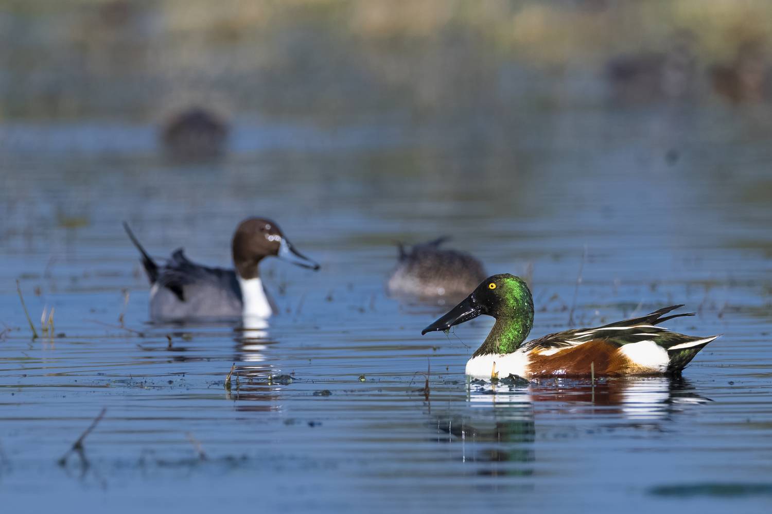 #birdphotography	 #birdsofinstagram	 #wildlifephotography	 #birds	 #naturephotography	 #bird	 #nature	 #wildlife	 #photography	 #birdwatching	 #natgeo	 #photooftheday	 #nikon	 #birding	 #naturelovers	 #canon	 #animals	 #birdlovers	 #travel	 #love	 #bestbi, Diganta Roy