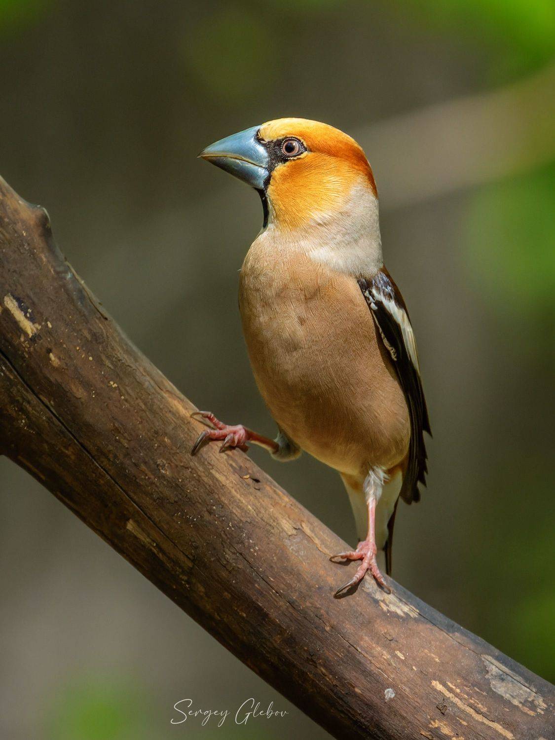 дубонос, птицы, пернатые, Сергей Глебов