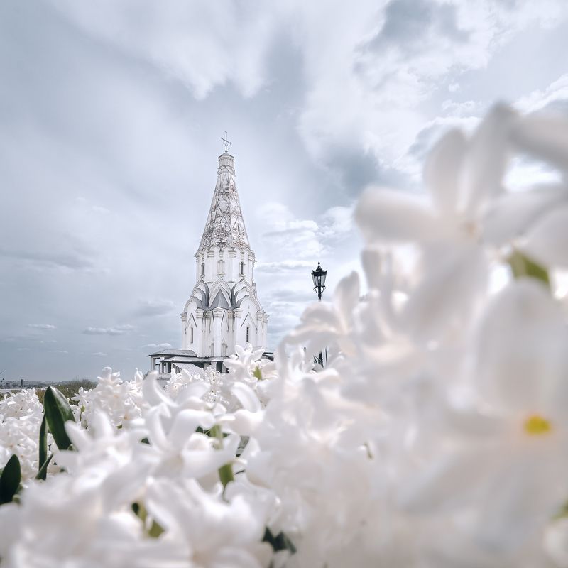 гиацинт, коломенское, москва, россия, парк, весна, spring, moscow Коломенское фото превью