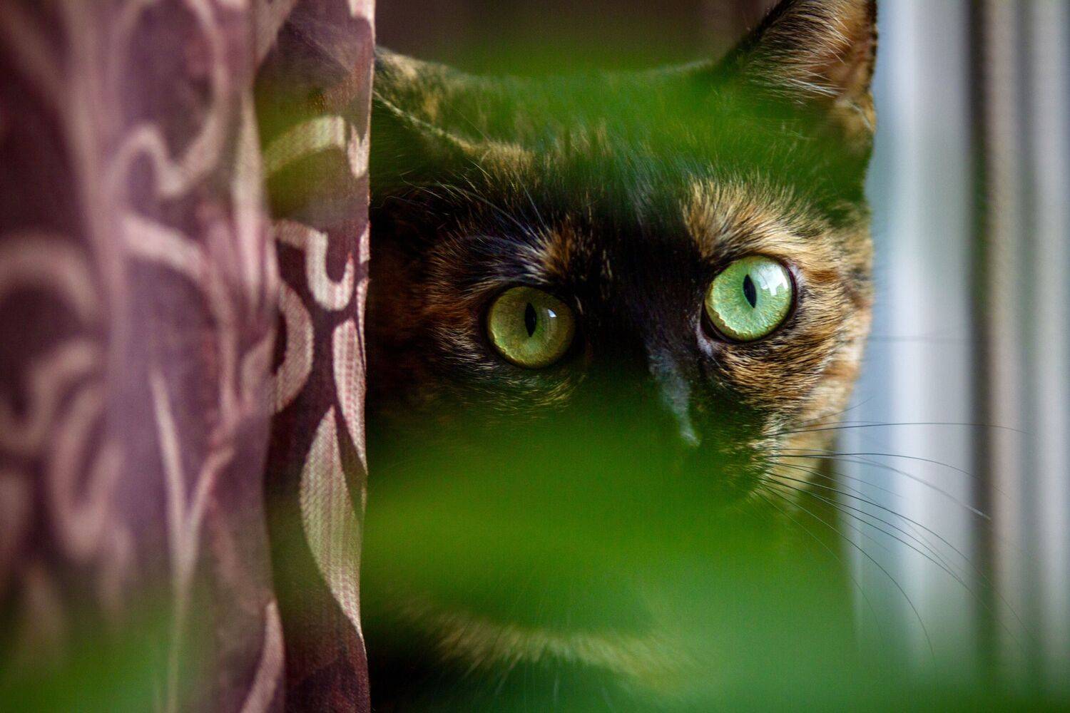 , Сергей Фаренюк