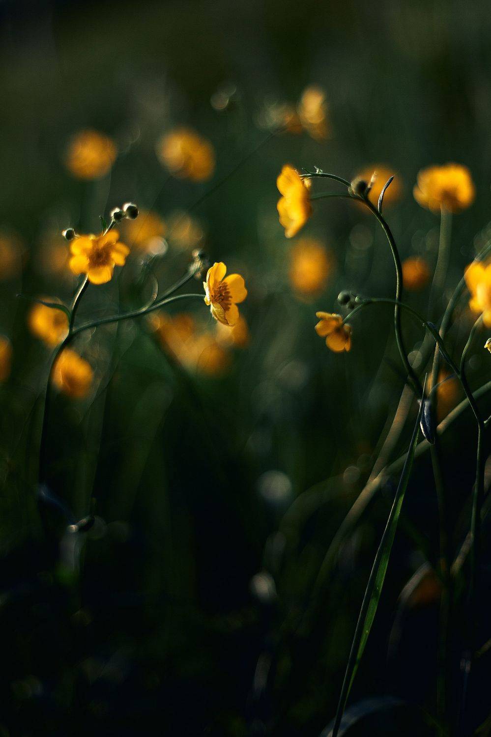 , Лисаускас Илья