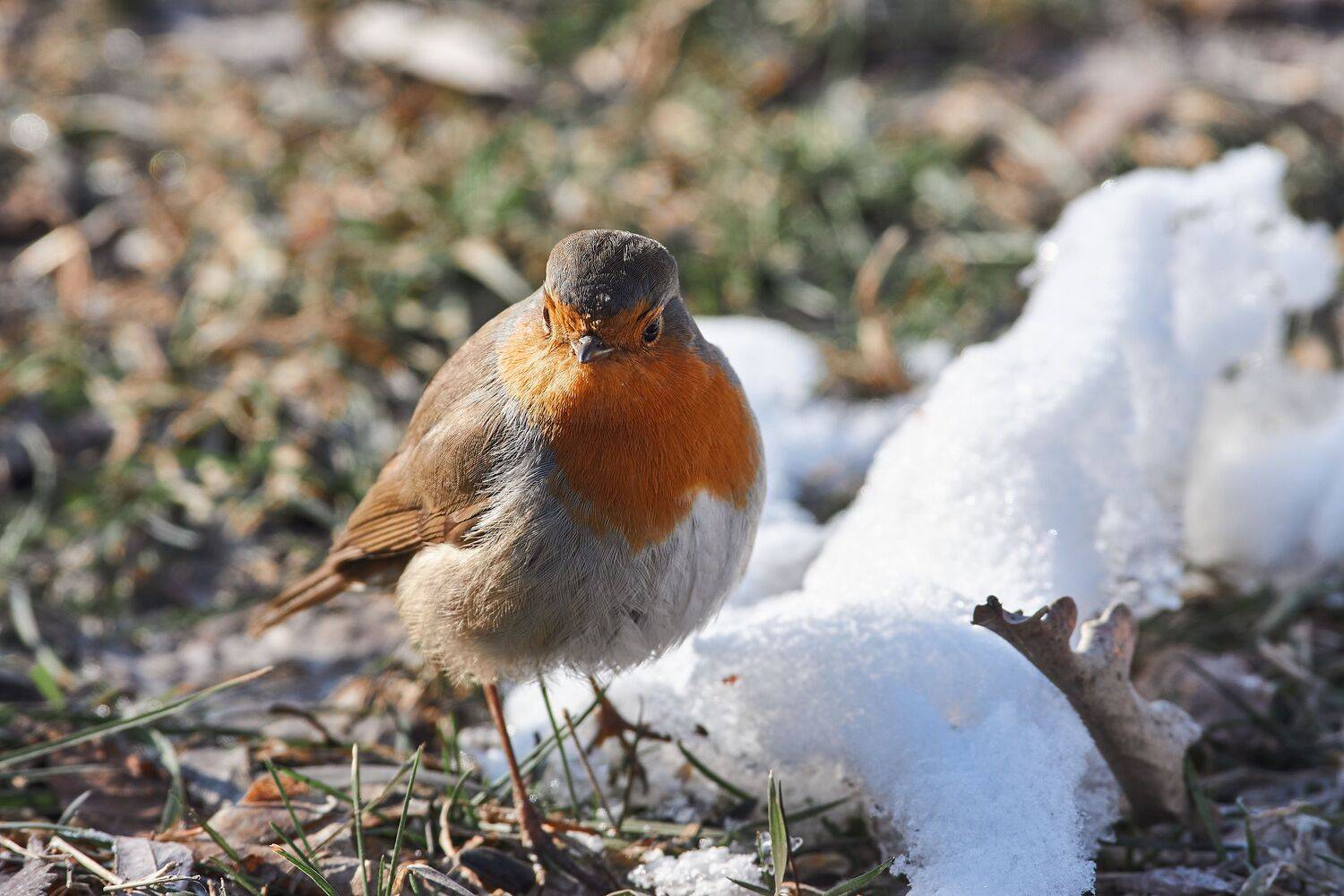 volgograd, russia, wildlife, Erithacus rubecula, , Сторчилов Павел