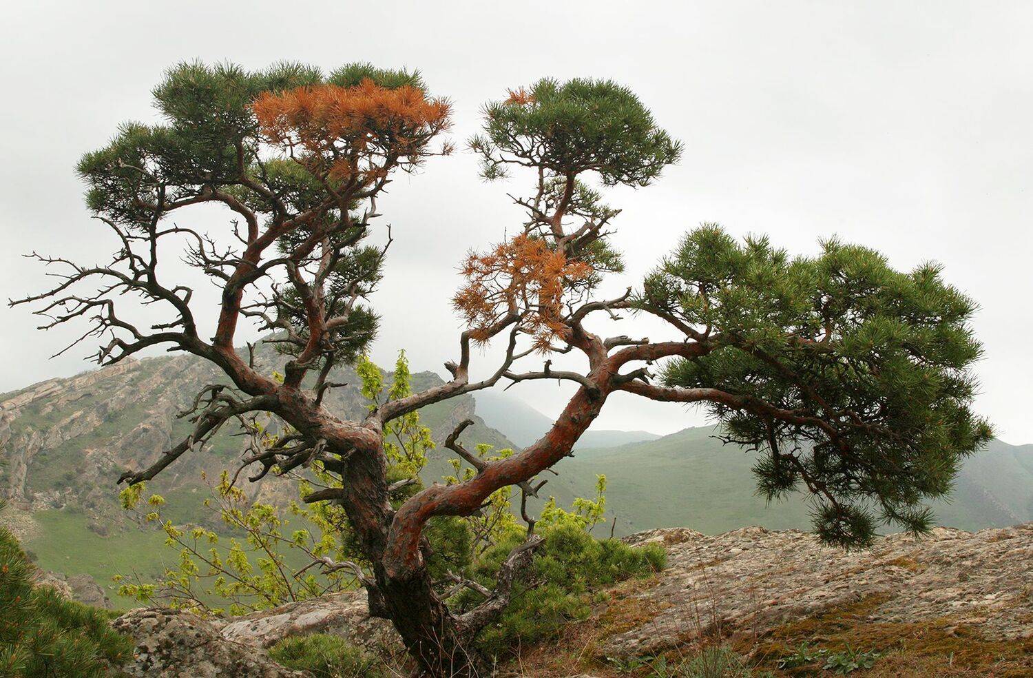 горы,дерево,сосна,дагестан,, Magov Marat