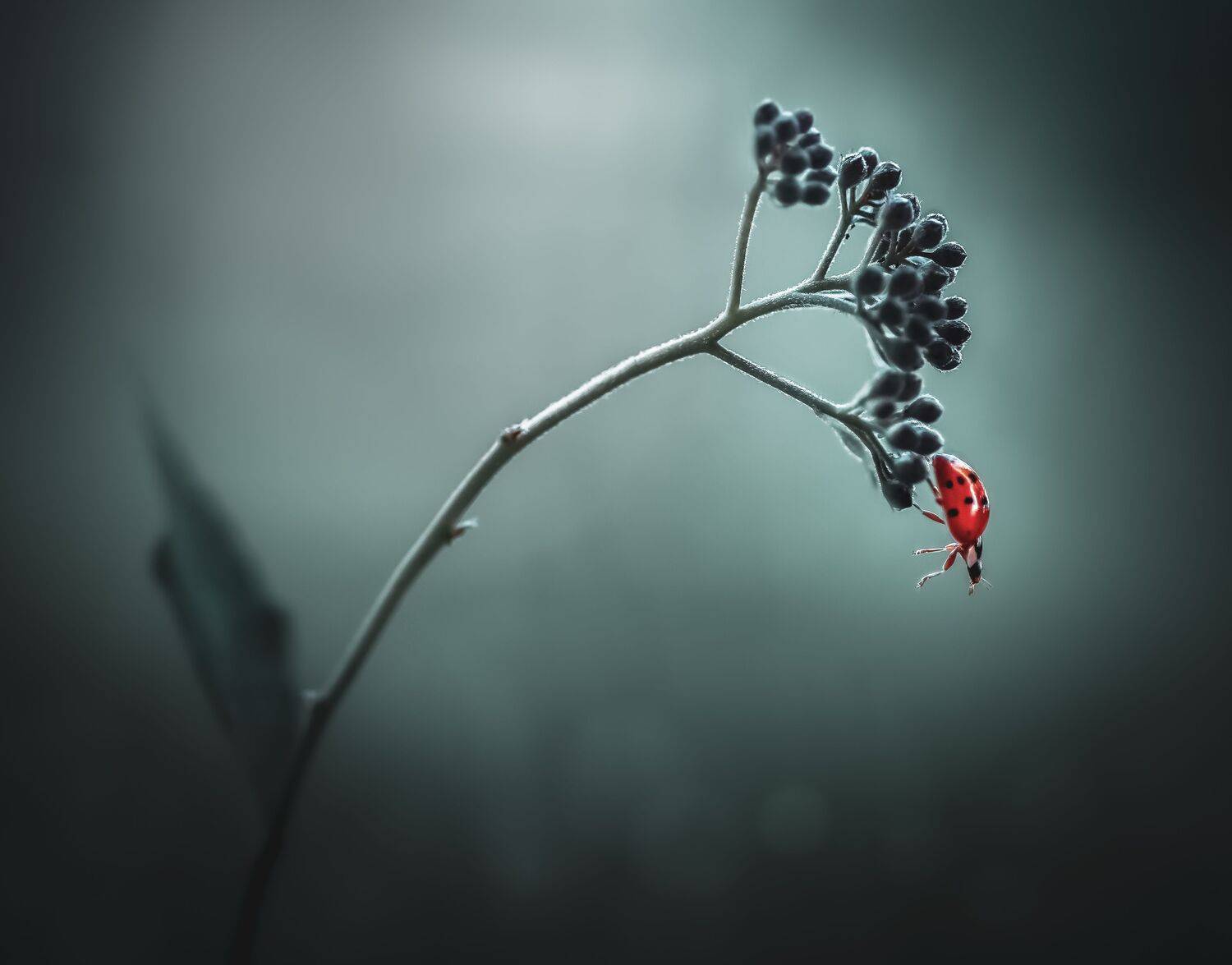 ladybug, beetle, insect, flower, macro, bugs, ladybird,, Atul Saluja