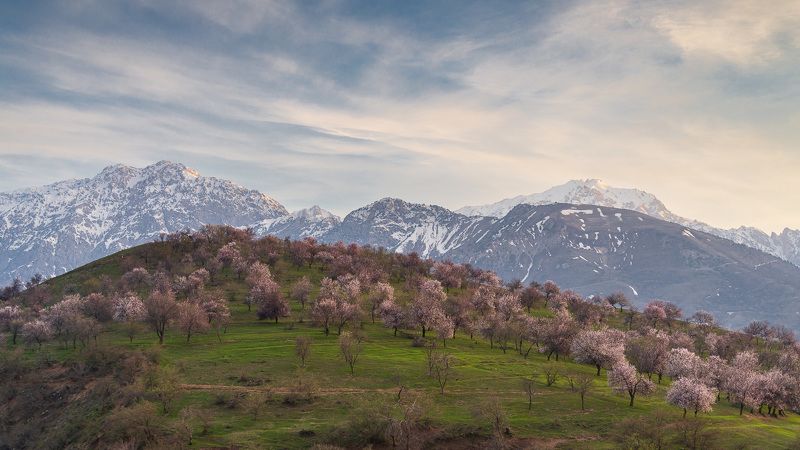узбекистан, uzbekistan, весна, осень, сравнение 5 месяцев фото превью