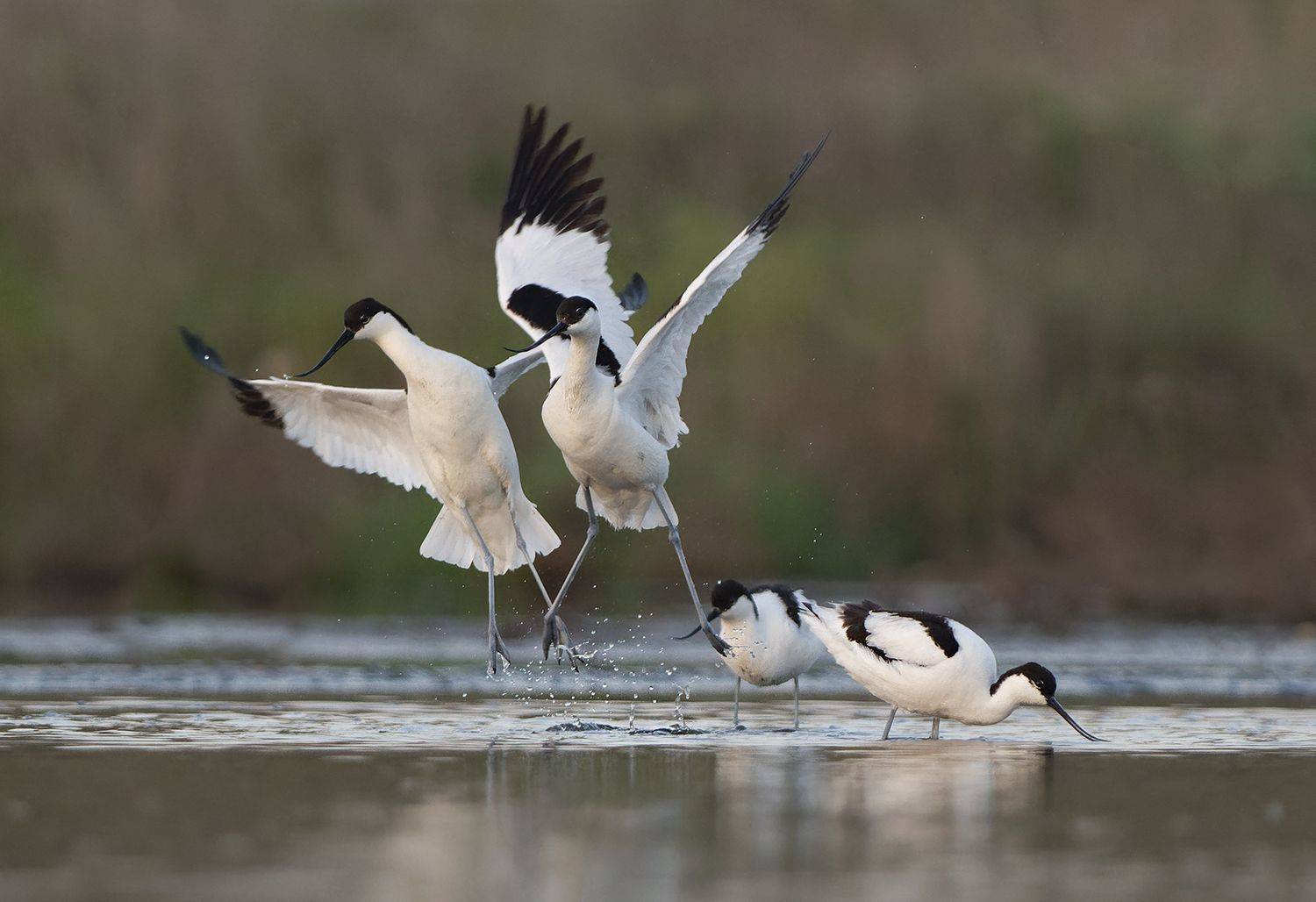 , Евгени Стефанов