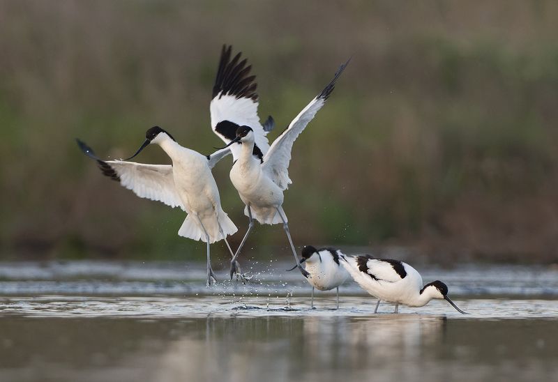 Шилоклювки фото превью
