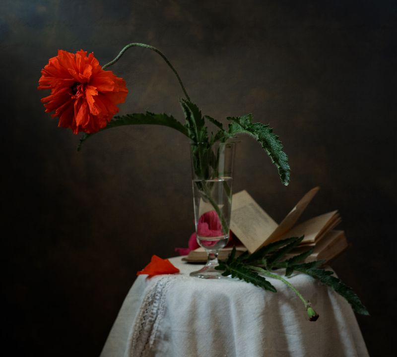 натюрморт, цветы, мак Мак фото превью