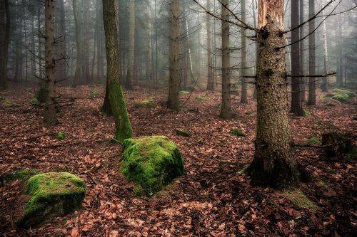 Mystical forest