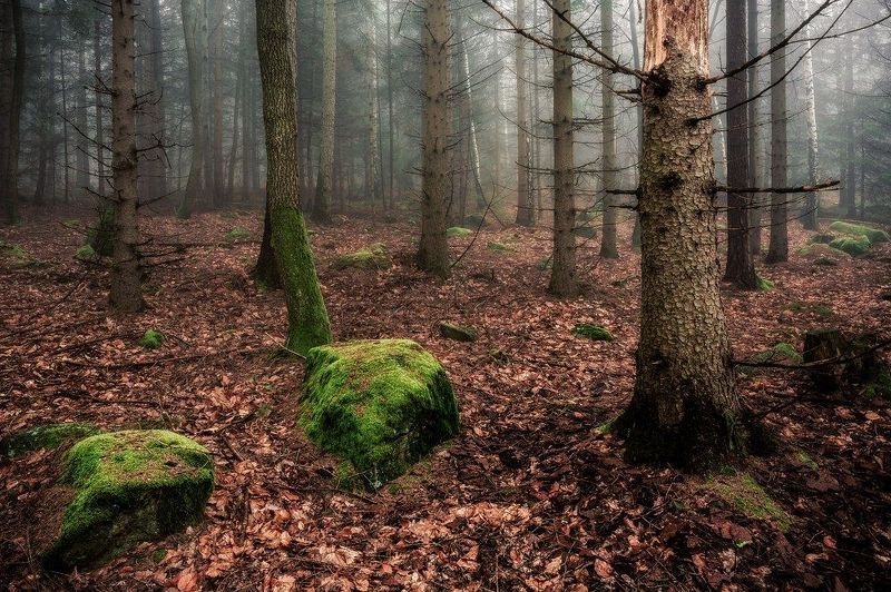 forest, fog, tree, mysterious, spring, light, rain Mystical forest фото превью
