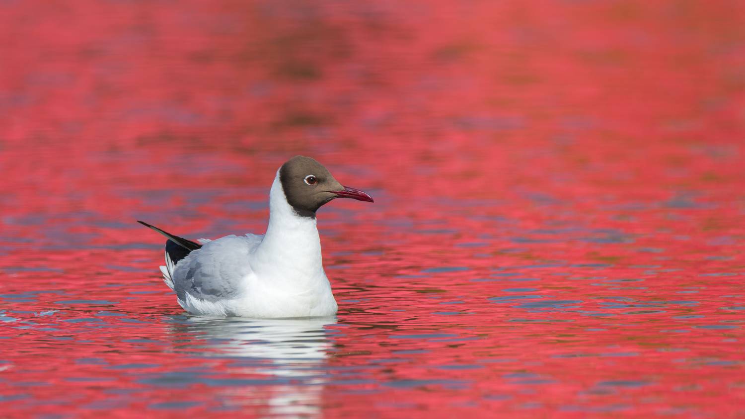 , Ведерников Михаил