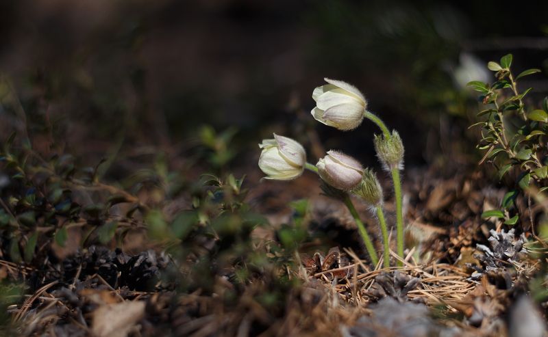 Лесные. фото превью
