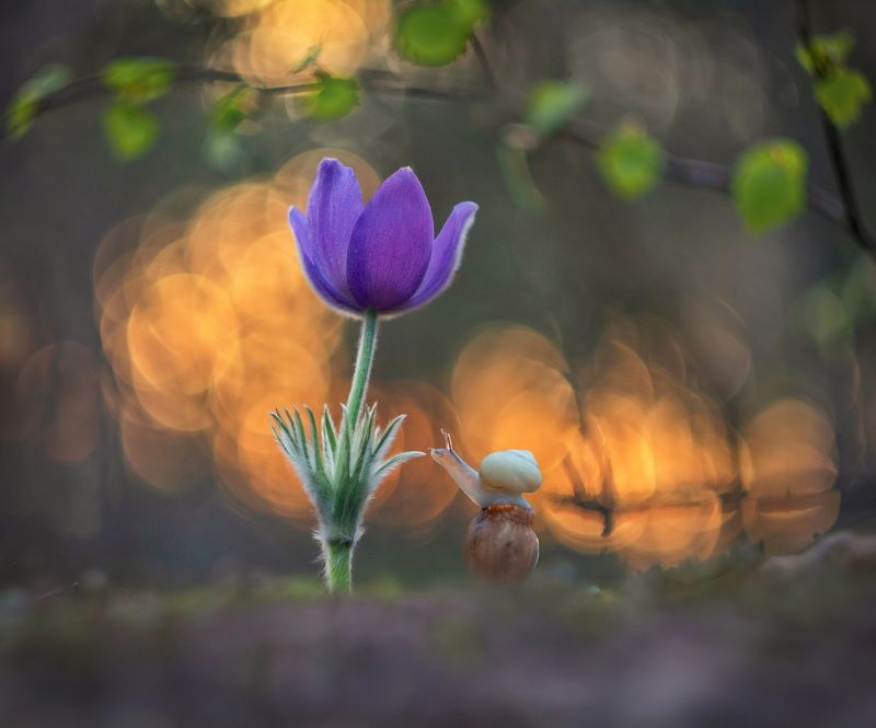 Я буду руки твои целовать... фото превью