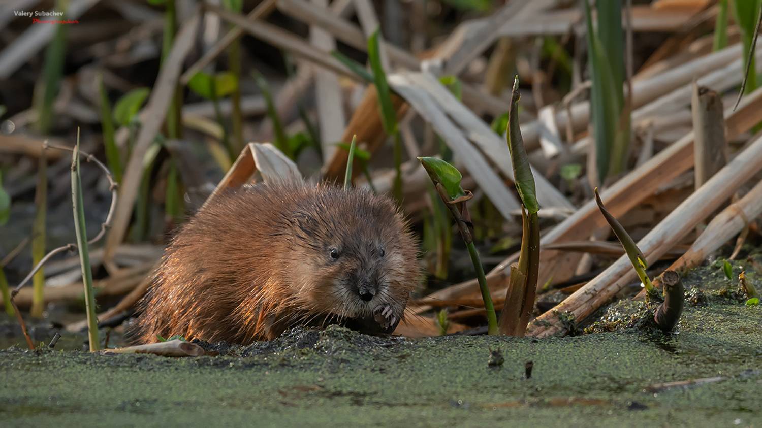 , Валерий Субачев