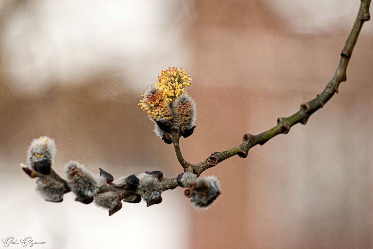 , Орлов Олег