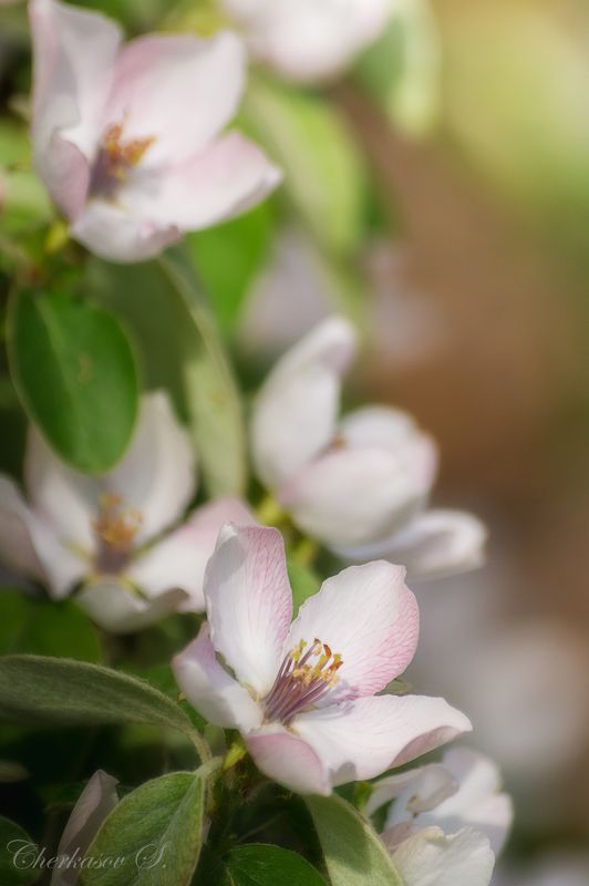 Айва фото превью