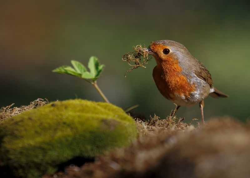 *** фото превью