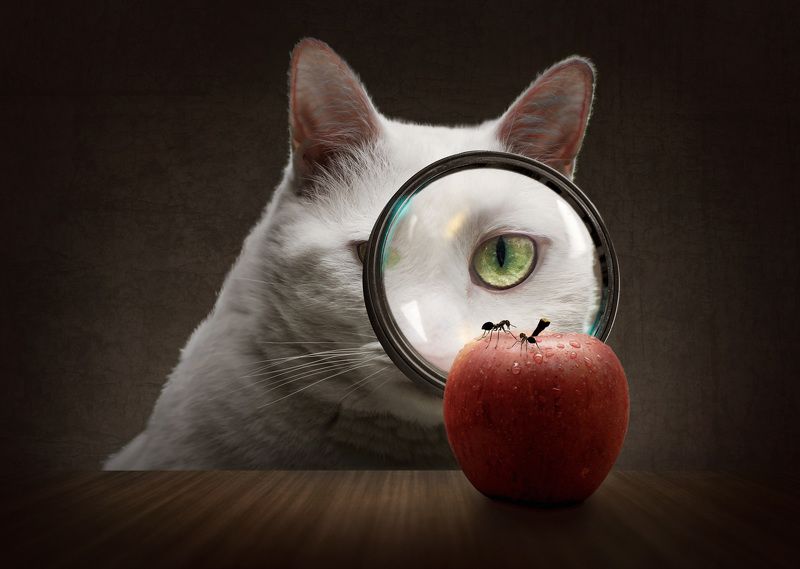 фото превью