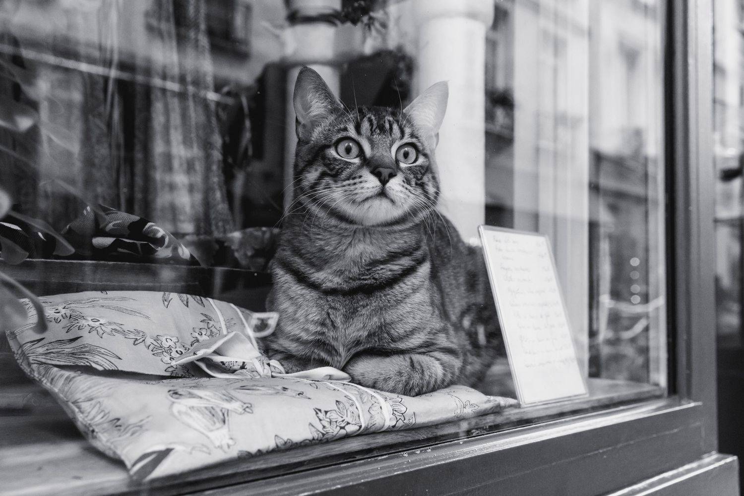 , Шилов Александр