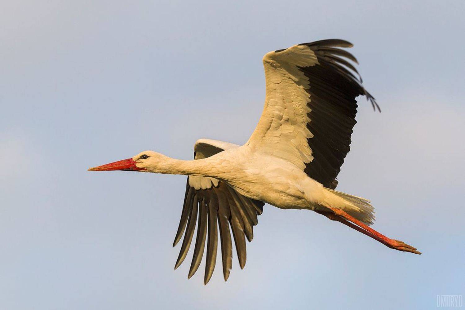 птица, аист, весна,, Дмитрий Доронин