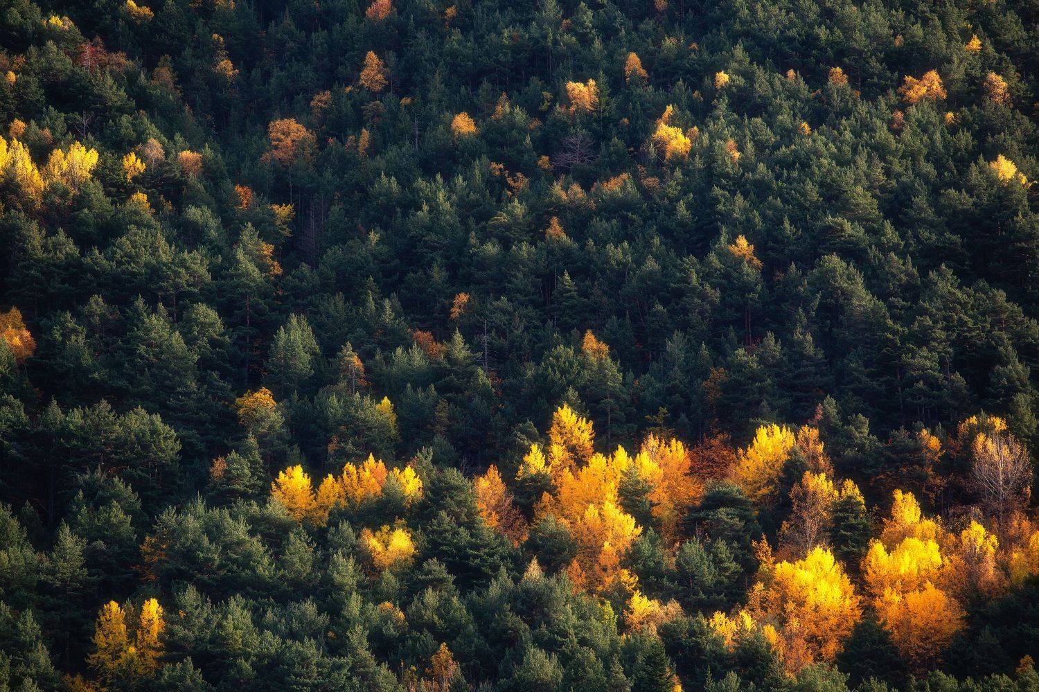 , Усманов Рашид